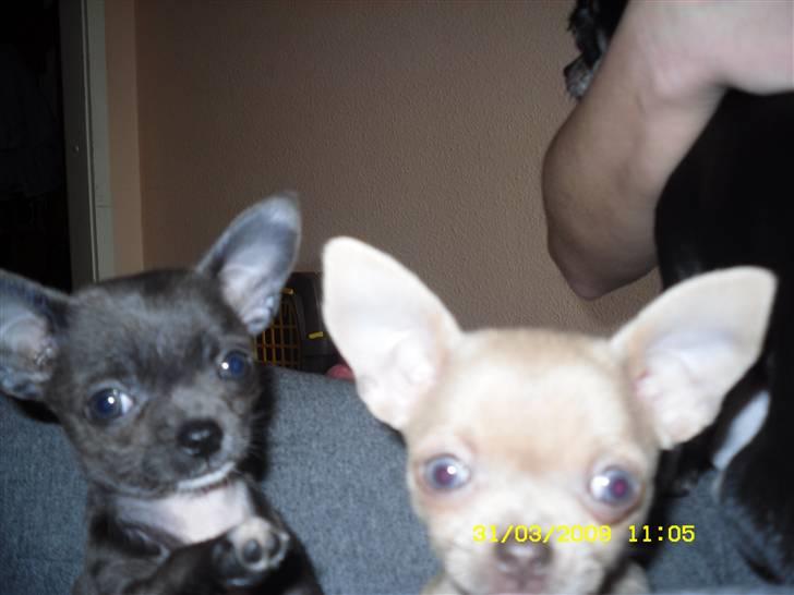 Chihuahua Diva billede 7