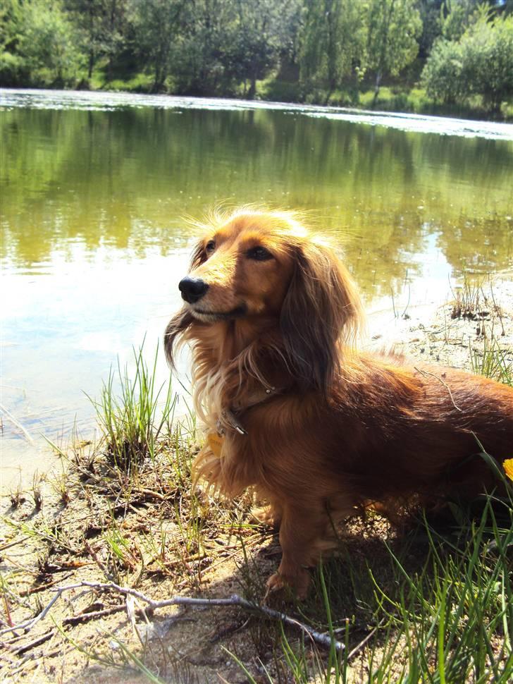 Miniature gravhund Michell - ´Nyd hvert øjeblik, før det forsvinder - før det bliver til intet andet, end blot minder´ billede 19