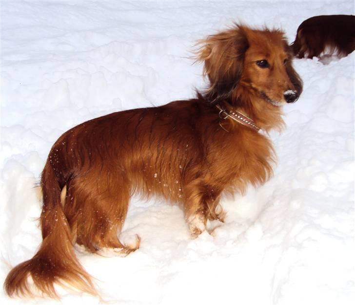 Miniature gravhund Michell - "Det er skønhed, som fanger din opmærksomhed, men personlighed som vinder dit hjerte." billede 20