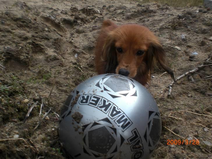 Miniature gravhund Michell billede 9