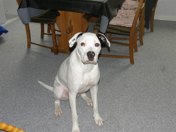 Amerikansk bulldog Snow billede 6