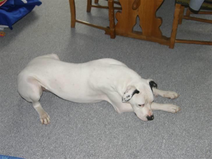 Amerikansk bulldog Snow billede 7