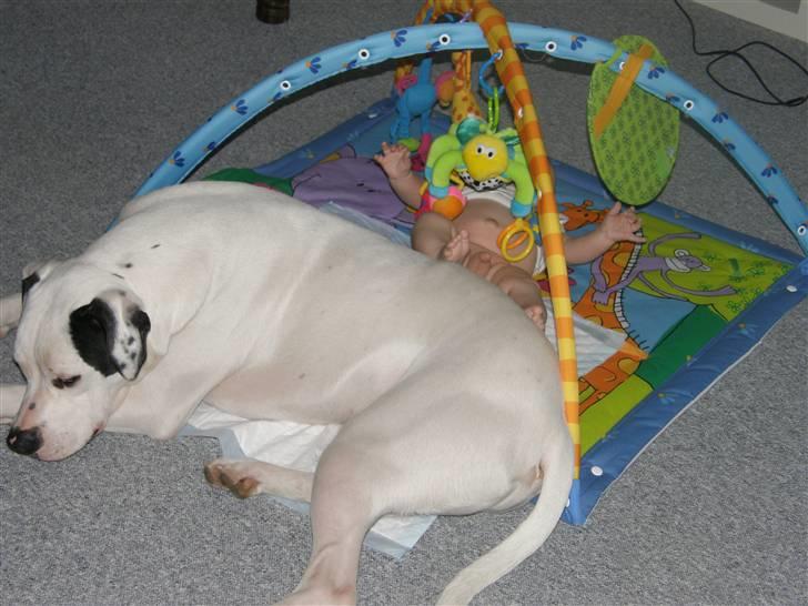 Amerikansk bulldog Snow billede 8