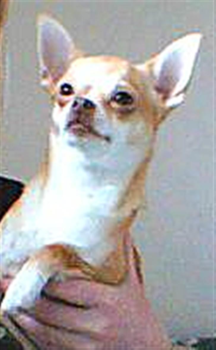 Chihuahua Sille - Sillepigen <3 billede 1