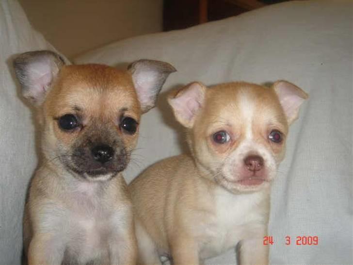 Chihuahua Sille - Sille til højre, og hendes søster til venstre billede 2