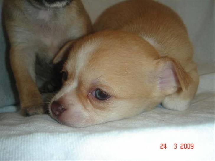Chihuahua Sille billede 3