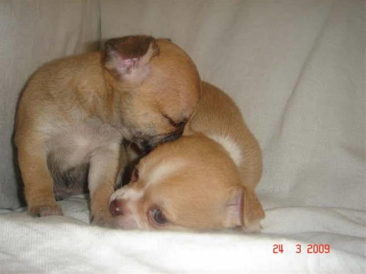 Chihuahua Sille - Synes det er sådan et sødt billede <3 billede 4