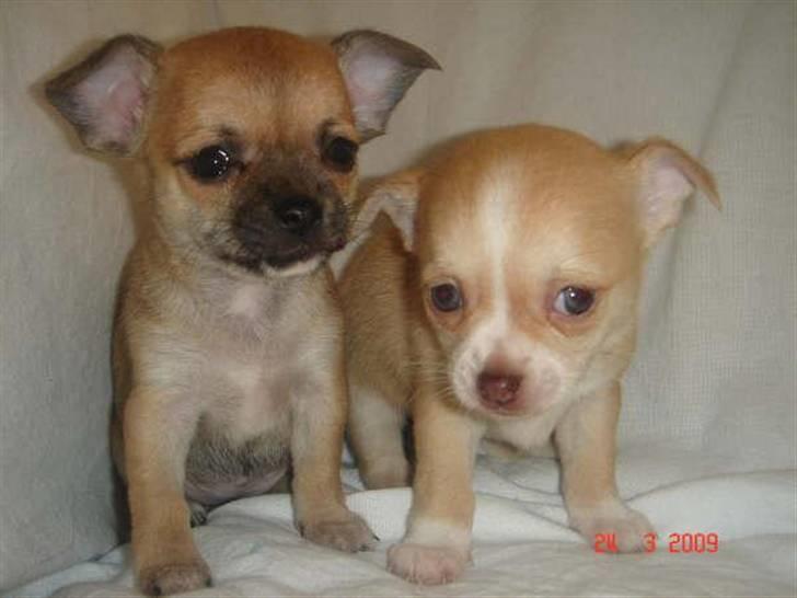 Chihuahua Sille - Sille til højre, og hendes søster til venstre billede 5