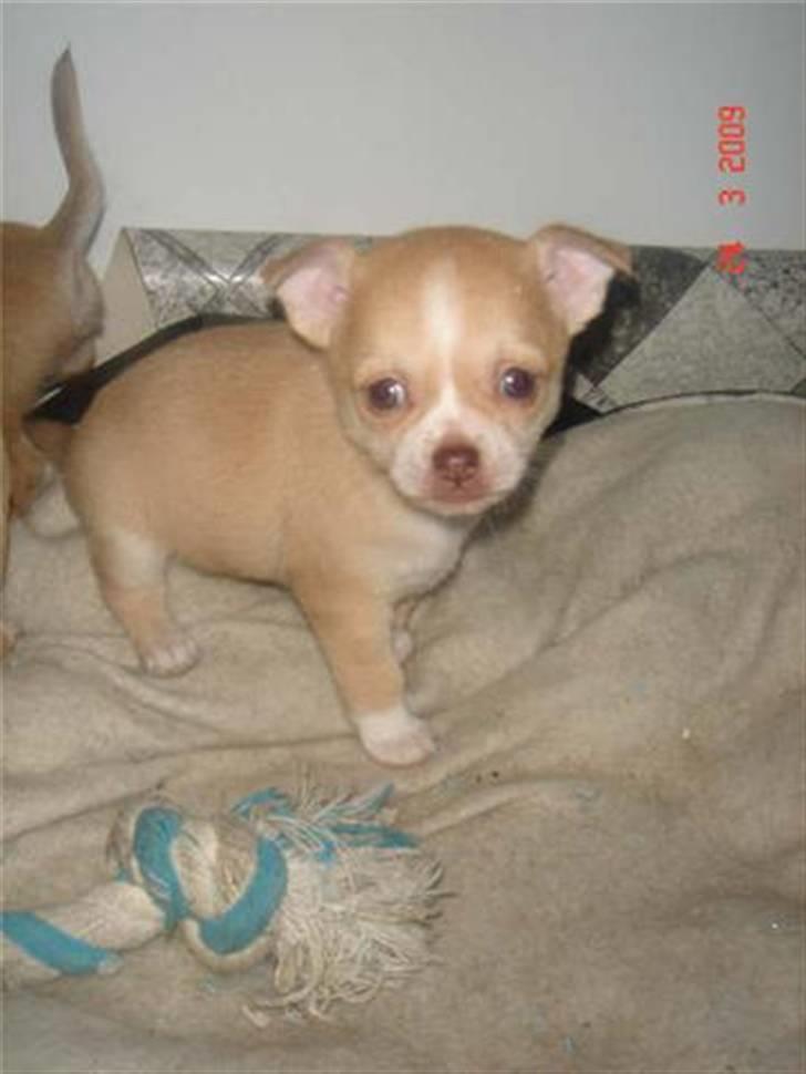 Chihuahua Sille - Lille Sille <3 billede 6