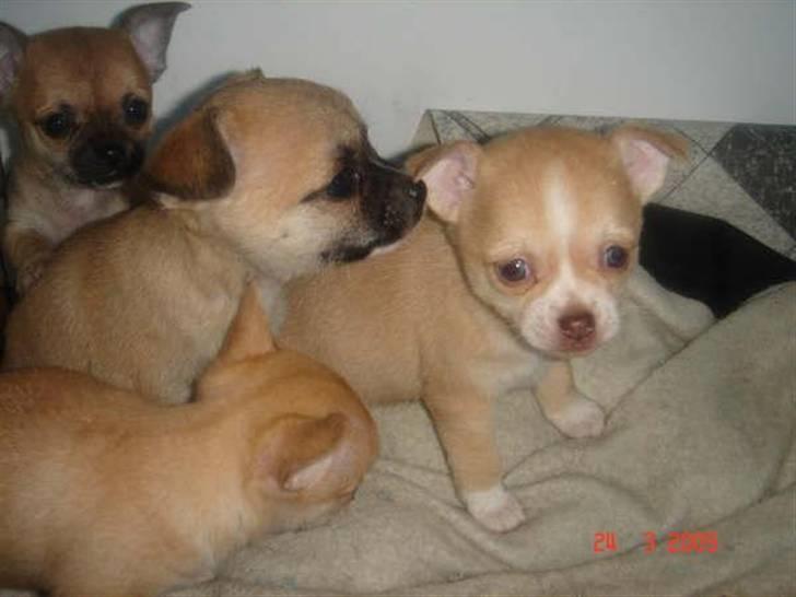 Chihuahua Sille - Sille og hendes 3 andre søskende billede 7