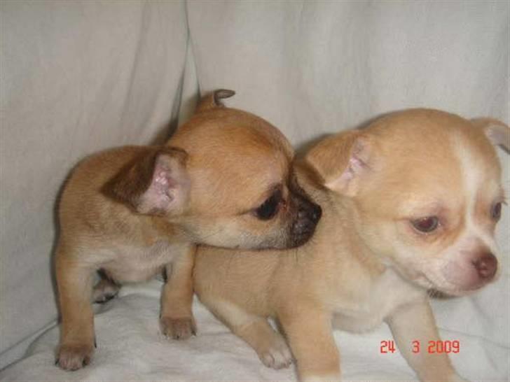 Chihuahua Sille billede 8