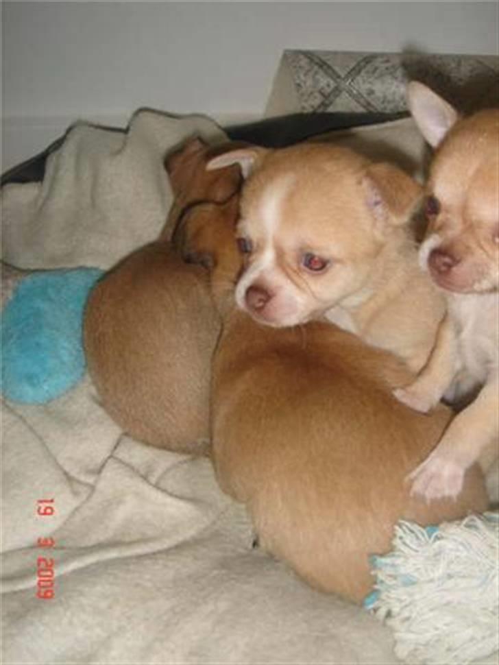 Chihuahua Sille billede 9