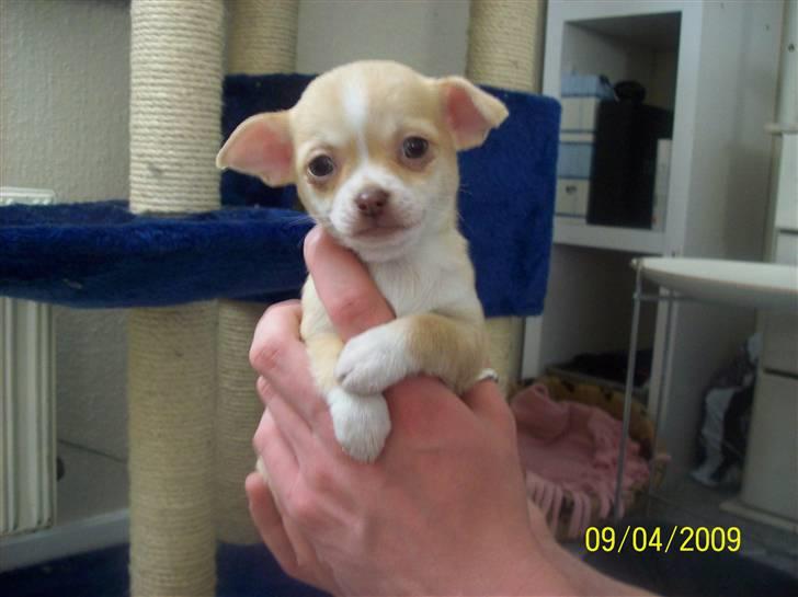 Chihuahua Sille - Lige kommet hjem med hende billede 10