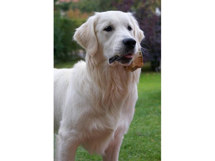 Golden retriever Ludwig - Se hvor stor og flot jeg er blevet :o) billede 1