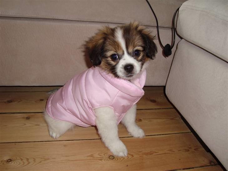 Blanding af racer Pekingeser/papillon - Biancamusen <3 11 uger billede 1