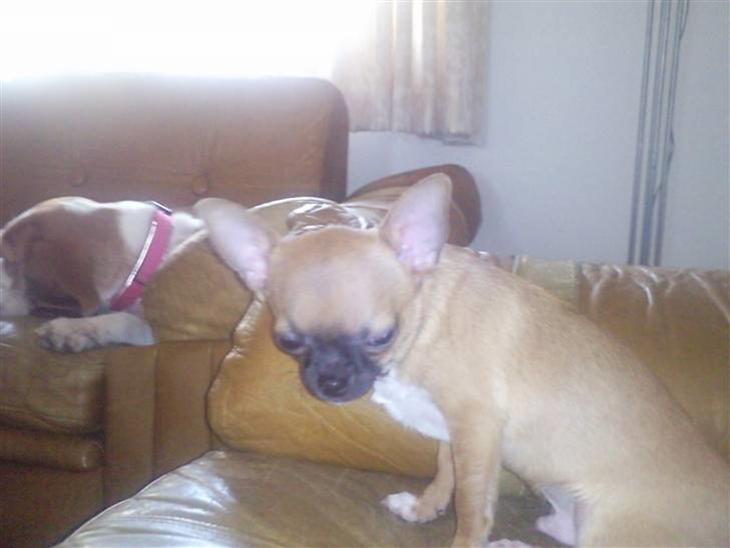 {{currentPhoto.altText}} billede {{currentPhoto.number}}