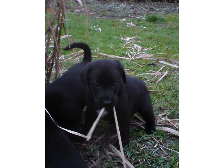 Labrador retriever joey - joey ca. 6-7 uger gammel billede 1