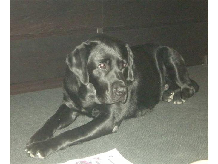 Labrador retriever Max <3 Himmelhund - Max billede 1