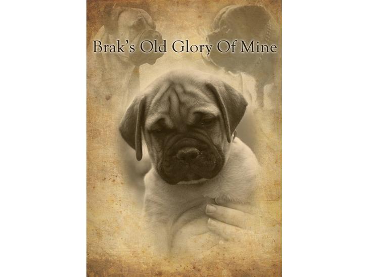 Bullmastiff Pi - min collage billede 1