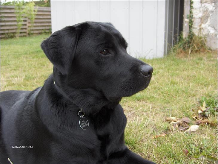 Labrador retriever Rex billede 1