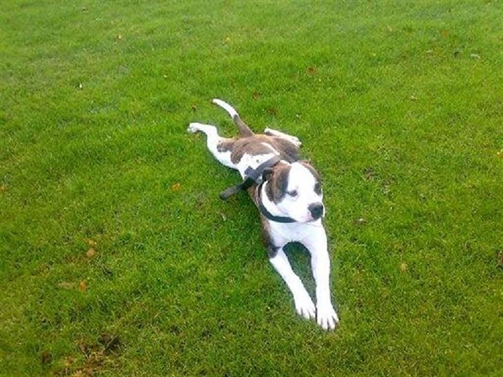 {{currentPhoto.altText}} billede {{currentPhoto.number}}