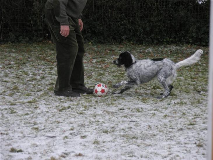Engelsk setter Trine  billede 1