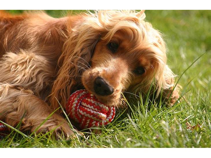 Cocker spaniel Sif - VELKOMMEN til Sifferliffen´s profil, jeg håber du/i kan lide den og evt. vil lægge en bedømmelse  :o) billede 1