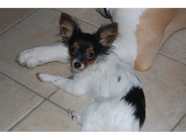 {{currentPhoto.altText}} billede {{currentPhoto.number}}