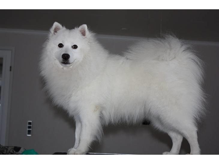 {{currentPhoto.altText}} billede {{currentPhoto.number}}