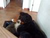 Berner sennenhund Bailey