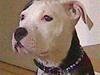 Amerikansk staffordshire terrier Coco