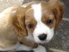 Cavalier king charles spaniel Nemo