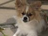 Papillon simba