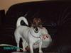 Jack russell terrier Sophie