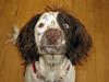 Field Trial spaniel Laika