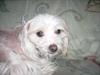 Chinese crested hårløs Viktor (R.I.P ):