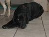 Labrador retriever Fieona