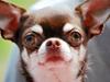Chihuahua Choko Al Pacino