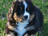 Berner sennenhund Harthins Kenya