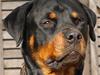 Rottweiler Skaga-rotts Balder [ Himmelhund]