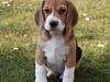 Beagle Lady