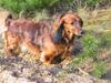Gravhund SNUBBI