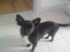 Chihuahua Bambi