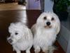 Coton de tulear Luna