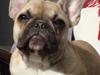 Fransk bulldog Sascha - R.I.P [ Himmelhund]