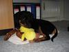 Rottweiler Rocky
