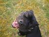 Staffordshire bull terrier All-Embracing "Sille"