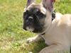 Fransk bulldog Alma