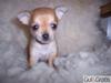 Chihuahua Carla