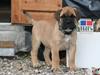 Bullmastiff Carlo